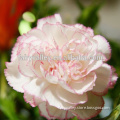 High Germination Rate Top Quality White Carnation Seeds for Growing